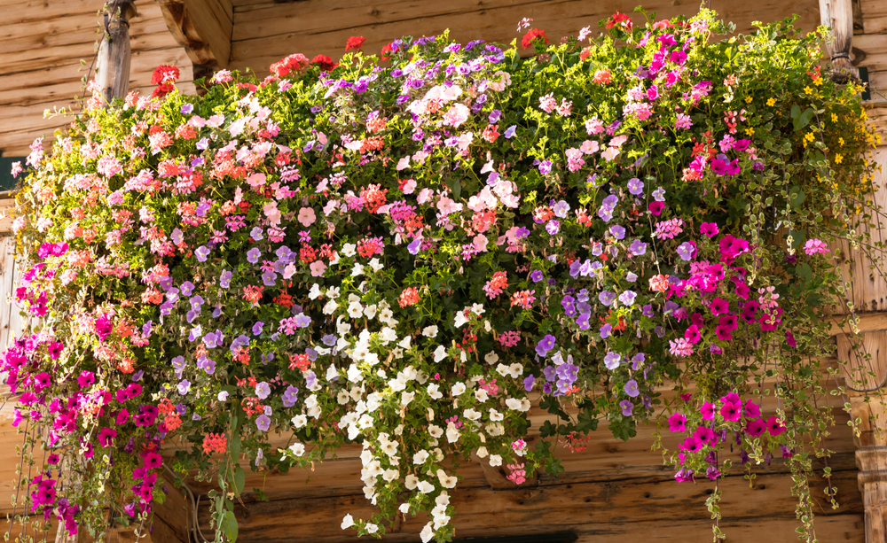 Les soins appropriés pour faire fleurir vos jardinières en toute saison