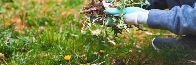 Les 'mauvaises herbes' utiles, à ne pas arracher pour un jardin en pleine santé !