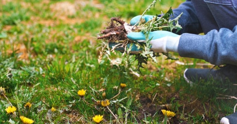 les-mauvaises-herbes-utiles-ne-surtout-pas-arracher-au-jardin