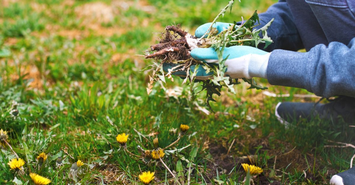 Les 'mauvaises herbes' utiles, à ne pas arracher pour un jardin en pleine santé !