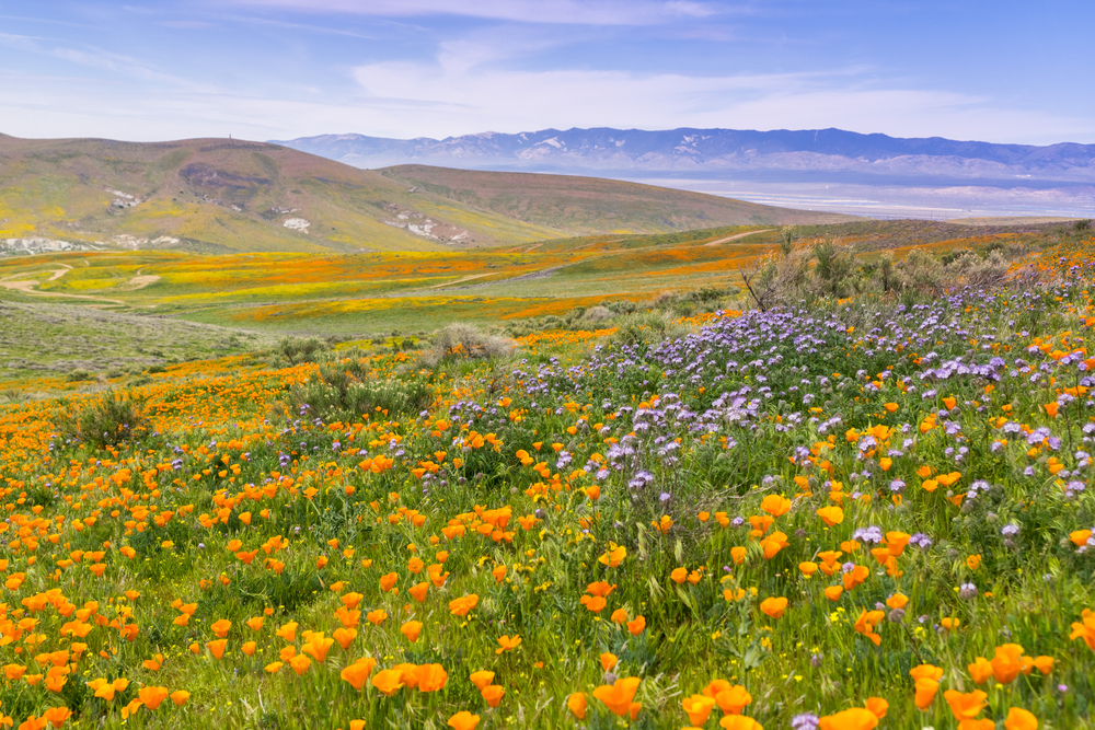 'Super Bloom' : la Californie enfin en fleurs