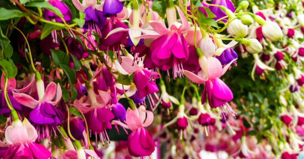 Le fuschia : un joyau floral au jardin qui mérite un entretien attentionné !