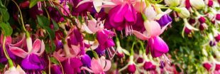 Le fuschia : un joyau floral au jardin qui mérite un entretien attentionné !