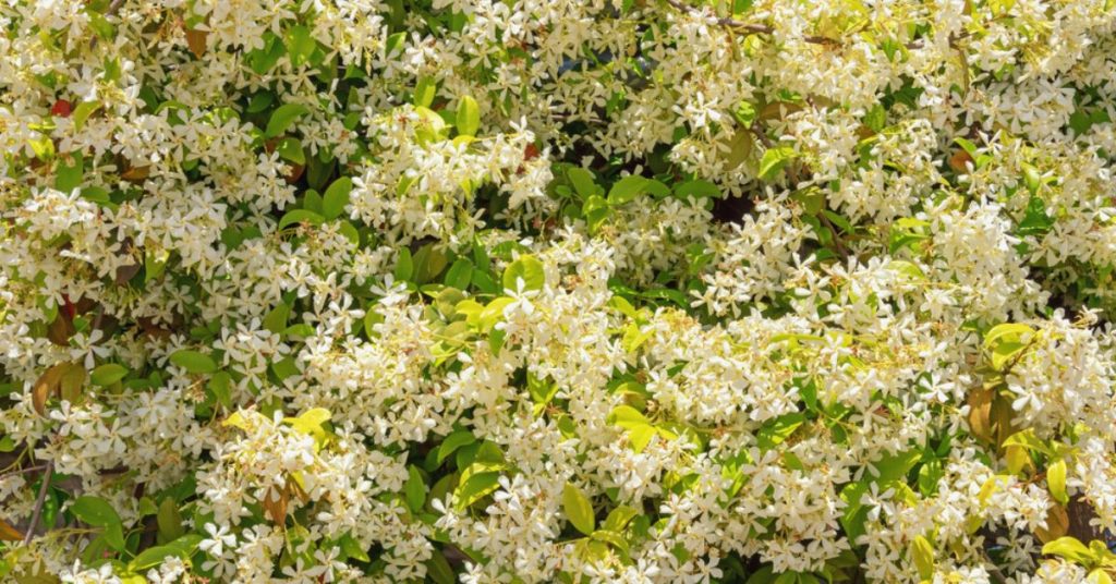 Prendre soin du jasmin étoilé : astuces d’entretien pour une floraison luxuriante