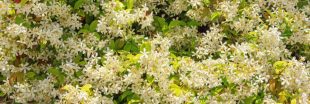 Prendre soin du jasmin étoilé : astuces d'entretien pour une floraison luxuriante