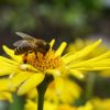 Créez un jardin qui bourdonne de vie avec ces 9 fleurs mellifères qui attirent les pollinisateurs