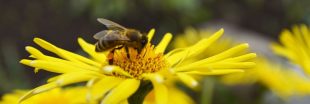 Créez un jardin qui bourdonne de vie avec ces 9 fleurs mellifères qui attirent les pollinisateurs
