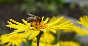 Créez un jardin qui bourdonne de vie avec ces 9 fleurs mellifères qui attirent les pollinisateurs
