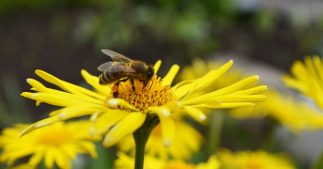 Créez un jardin qui bourdonne de vie avec ces 9 fleurs mellifères qui attirent les pollinisateurs Créez un jardin qui bourdonne de vie avec ces 9 fleurs mellifères qui attirent les pollinisateurs