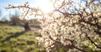 Les arbres fruitiers résistants à la sécheresse : 4 variétés peu gourmandes en eau