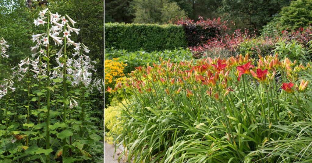 7 grandes fleurs pour les jardins : des beautés imposantes qui captivent le regard