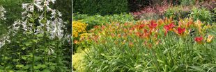 7 grandes fleurs pour les jardins : des beautés imposantes qui captivent le regard 7 grandes fleurs pour les jardins : des beautés imposantes qui captivent le regard