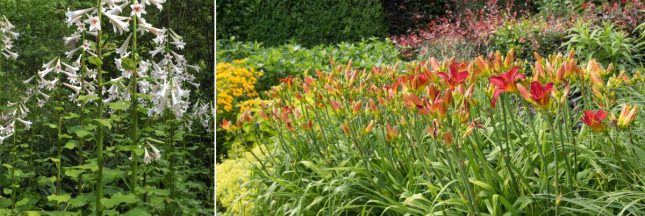 Les grandes fleurs pour le jardin