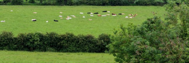 Disparition alarmante des haies en France