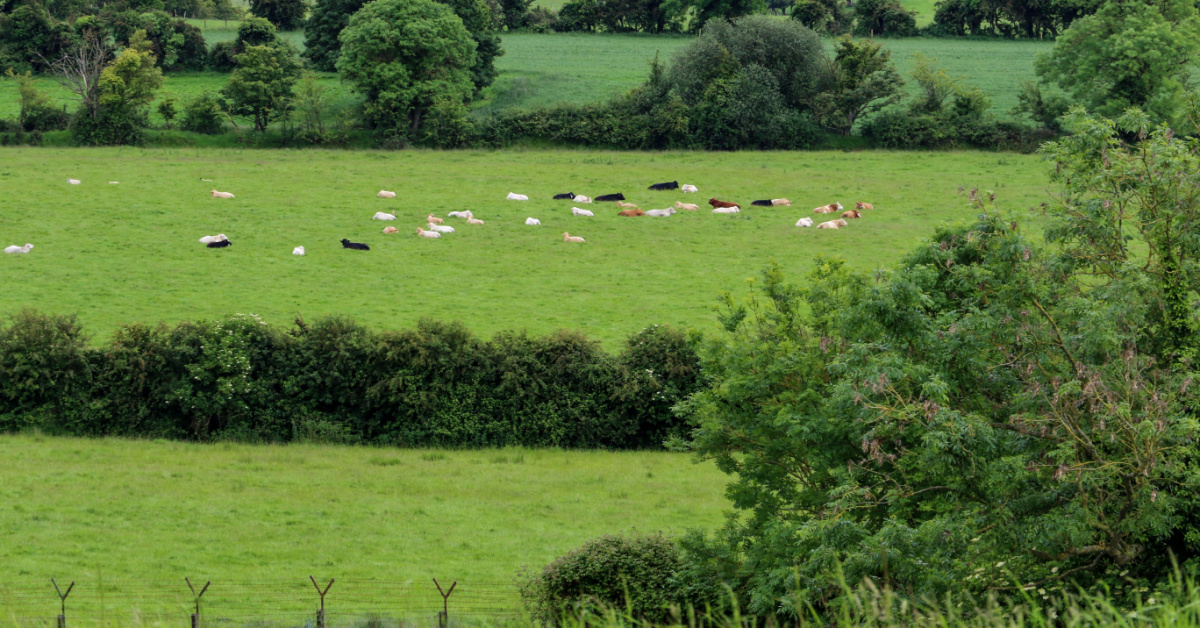 Disparition alarmante des haies en France : un enjeu écologique et agronomique majeur
