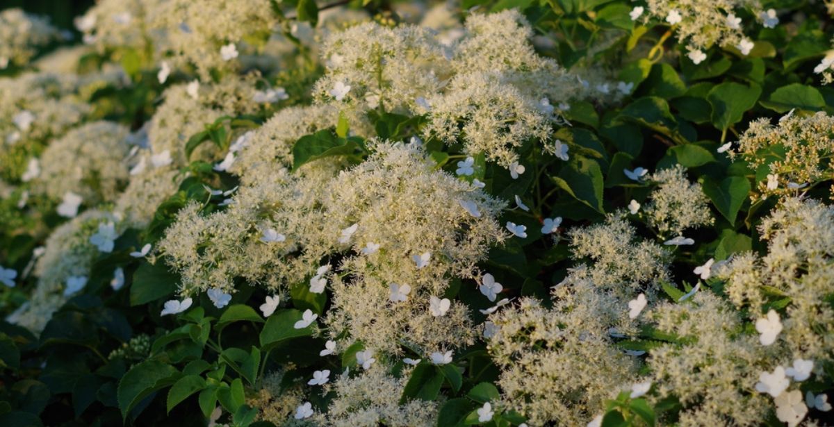 L'hortensia grimpant : une plante majestueuse pour embellir votre jardin !