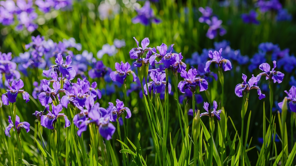 L'iris de Sibérie, fleur qui vit longtemps