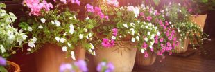Des jardinières fleuries toute l'année pour un jardin coloré en toutes saisons ! Des jardinières fleuries toute l'année pour un jardin coloré en toutes saisons !
