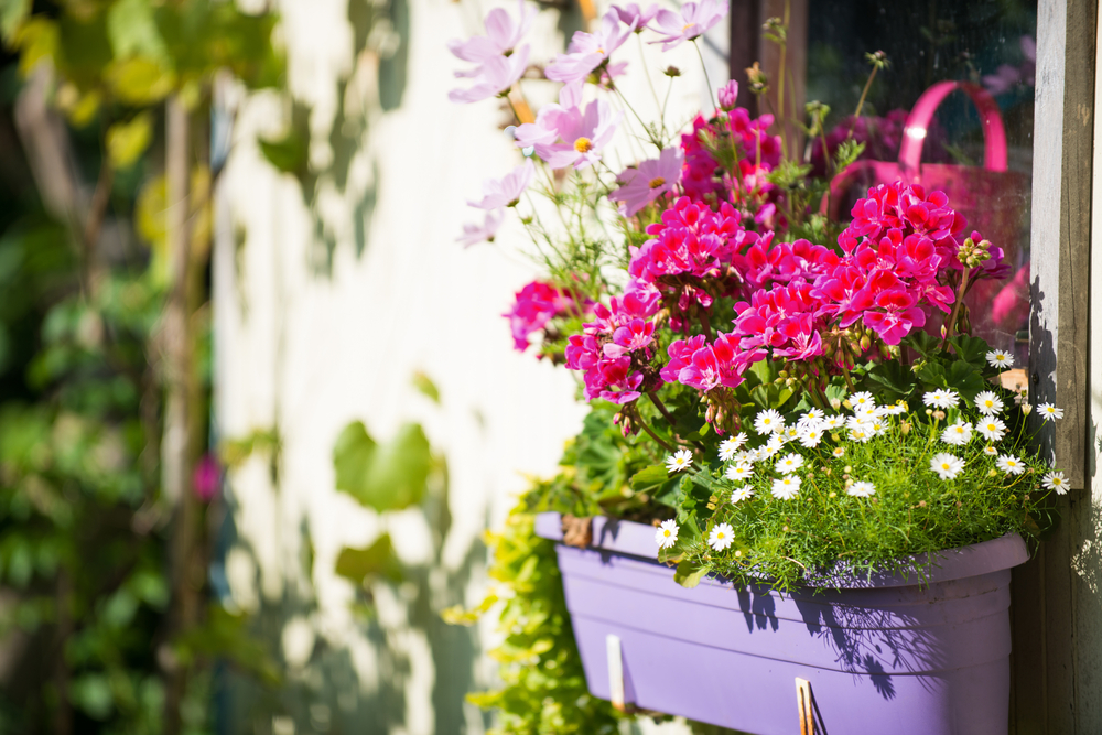 Choisir les bonnes combinaisons de plantes pour des jardinières fleuries toute l'année