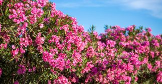 Les lauriers : une beauté à double tranchant pour votre jardin