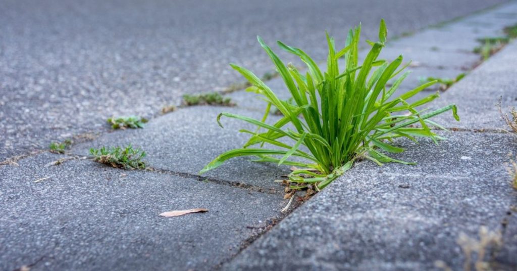 Enlever les mauvaises herbes des trottoirs autour de ma maison : qui doit le faire ?