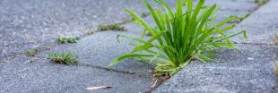 Enlever les mauvaises herbes des trottoirs autour de ma maison : qui doit le faire ?