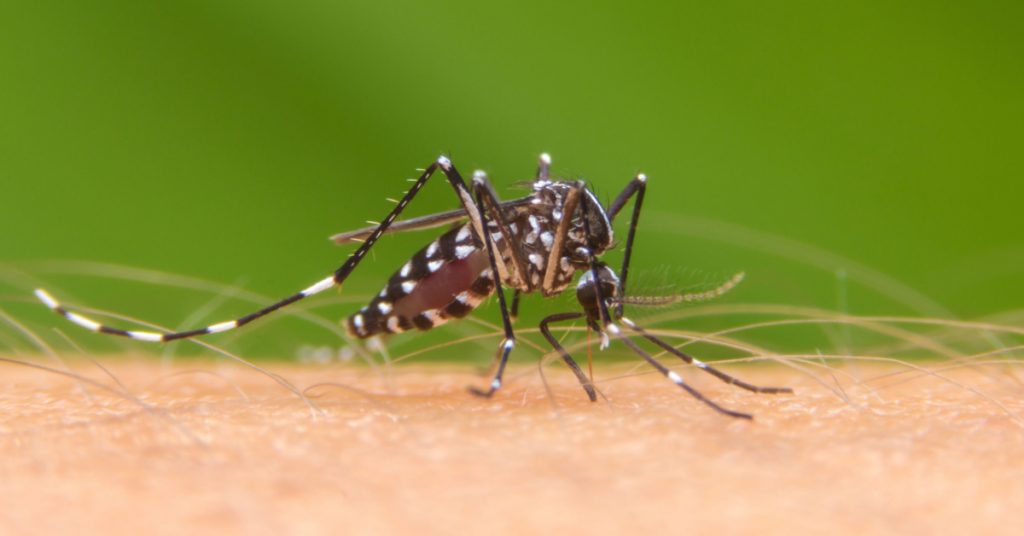 Moustiques tigres : vers une épidémie de fièvres en métropole ?