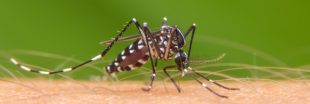 Moustiques tigres : vers une épidémie de fièvres en métropole ?