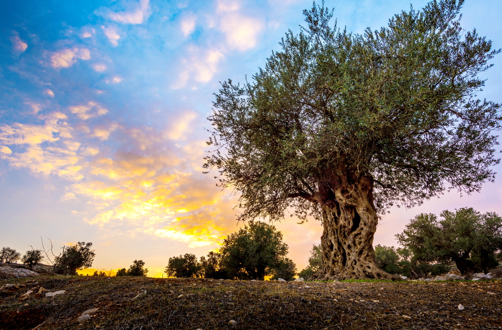 L'olivier, un symbole de la paix qui peut vivre plusieurs siècles