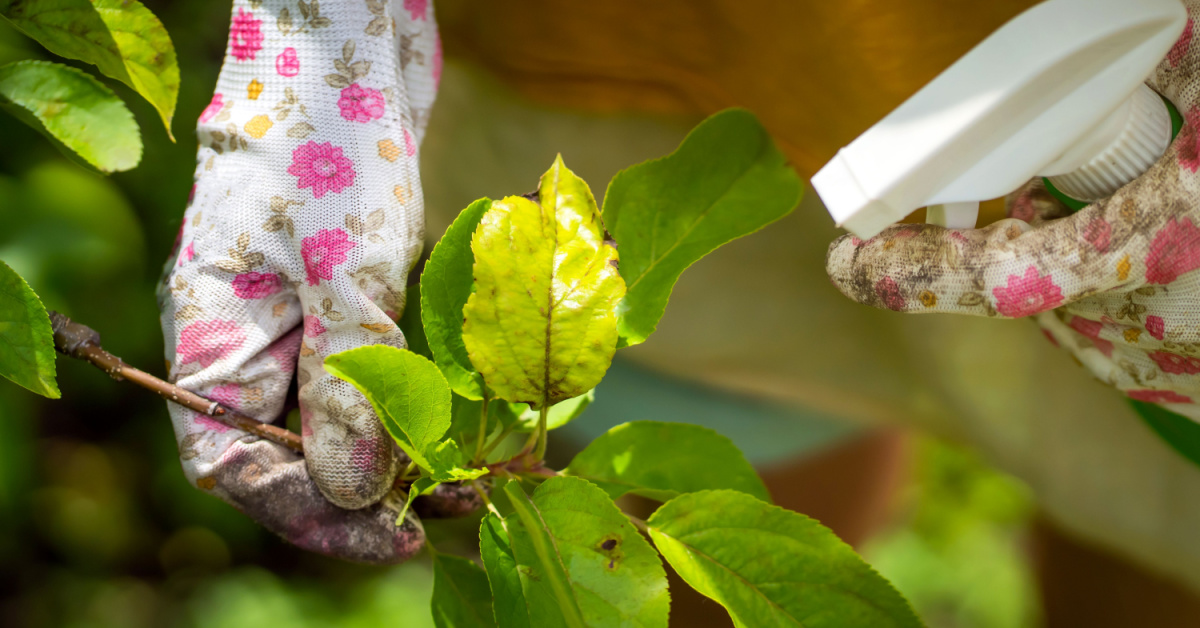 Désherbants faits maison : attention à l'intoxication au chlore alerte l'Anses Désherbants faits maison : attention à l'intoxication au chlore alerte l'Anses