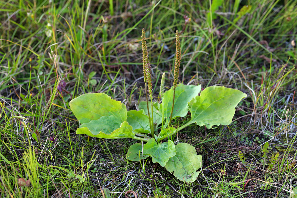 Une bonne mauvaise herbe : le plantain