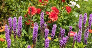 7 plantes championnes de la longévité pour un jardin durable 7 plantes championnes de la longévité pour un jardin durable