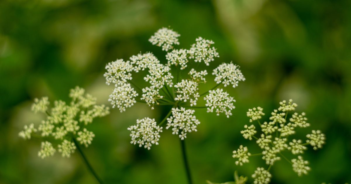 Les plantes toxiques dans votre jardin : un danger trop souvent ignoré