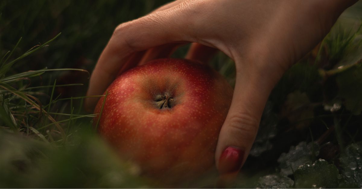 Cueillir ou ramasser les fruits de l’arbre du voisin, sur votre terrain : connaissez-vous vraiment la loi ?