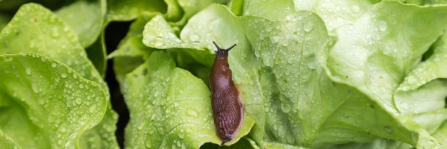 Protéger ses salades : les meilleures astuces éloigner les ravageurs, sans pesticides