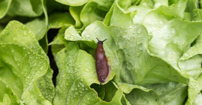 Protéger ses salades : les meilleures astuces éloigner les ravageurs, sans pesticides