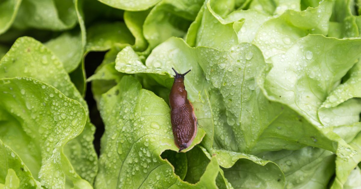 Protéger ses salades : les meilleures astuces pour éloigner les ravageurs