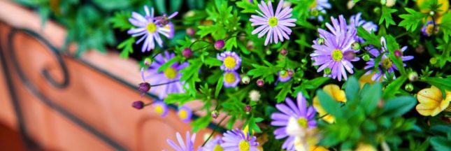 Comment faire de belles jardinières ?