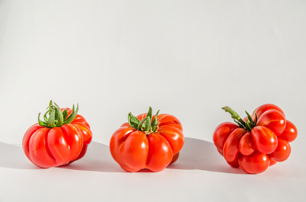 La récolte de la variété de tomates anciennes 