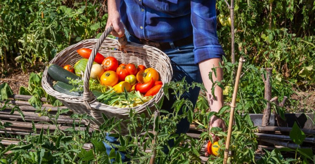 Créer un potager économe en eau et productif malgré la sécheresse