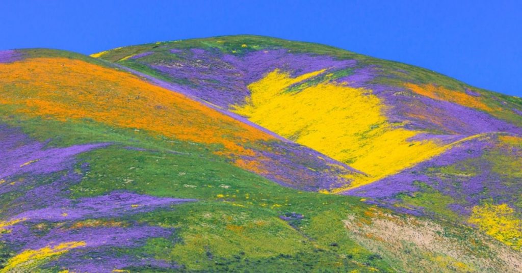 ‘Super Bloom’ : la Californie enfin en fleurs après 4 ans, c’est superbe !