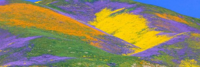 Le super bloom en Californie
