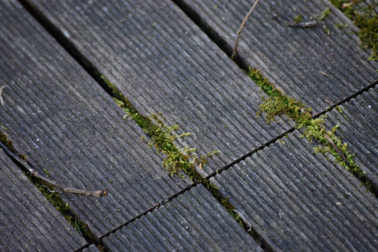 Éliminer la mousse sur une terrasse en créant un antimousse naturel — free download