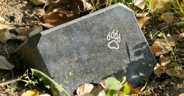 Funérailles des animaux de compagnie : ce qu'il faut savoir Funérailles des animaux de compagnie : ce qu'il faut savoir