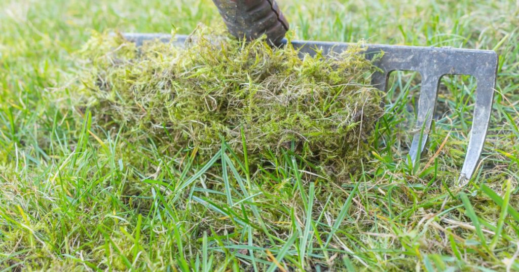 Recycler la mousse du jardin : 5 utilisations utiles et écologiques