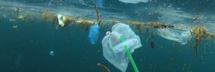 Il y a de la vie sur le continent de plastique du Pacifique, et ce n'est pas une bonne nouvelle