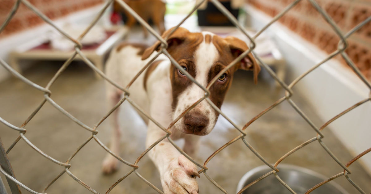 Inflation : les abandons d'animaux grimpent en flèche