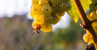 Pollinisation : ces aliments voués à disparaître avec l'extinction des abeilles Pollinisation : ces aliments voués à disparaître avec l'extinction des abeilles