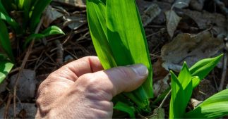 La cueillette de l'ail des ours, attention danger !