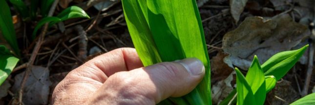 La cueillette de l'ail des ours, attention danger !